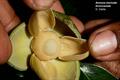 Annona muricata